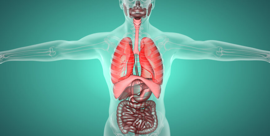 3D illustration of respiratory and digestive systems