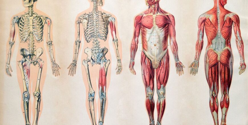 anatomy-charts-human-body-muscle-systems-skeletal