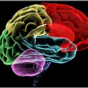 Neuroanatomy Medipol 24/25