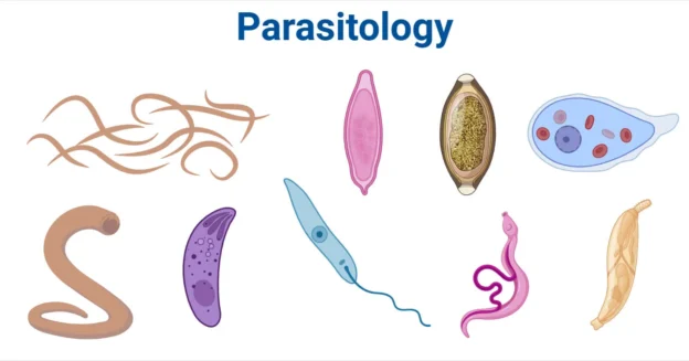 parasitology ıstinye